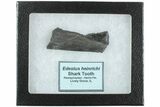 Bizarre Edestus Shark Tooth In Jaw Section - Carboniferous #238488-1